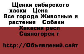 Щенки сибирского хаски › Цена ­ 12 000 - Все города Животные и растения » Собаки   . Хакасия респ.,Саяногорск г.